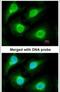 Proteasome Subunit Alpha 1 antibody, PA5-28030, Invitrogen Antibodies, Immunofluorescence image 