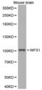 Wolframin ER Transmembrane Glycoprotein antibody, abx001429, Abbexa, Western Blot image 