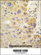 Aldehyde Dehydrogenase 2 Family Member antibody, 57-650, ProSci, Immunohistochemistry paraffin image 