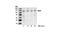 Phospholipase D1 antibody, 3832S, Cell Signaling Technology, Western Blot image 