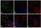 Mouse IgG antibody, R37114, Invitrogen Antibodies, Immunofluorescence image 