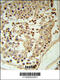 Glyceraldehyde-3-Phosphate Dehydrogenase, Spermatogenic antibody, 63-543, ProSci, Immunohistochemistry paraffin image 