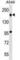 Tet Methylcytosine Dioxygenase 2 antibody, abx029485, Abbexa, Western Blot image 