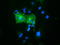 Oxysterol Binding Protein Like 11 antibody, LS-C115829, Lifespan Biosciences, Immunofluorescence image 