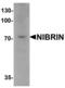 Nibrin antibody, LS-C153698, Lifespan Biosciences, Western Blot image 