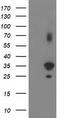 Pleckstrin Homology Domain Containing A3 antibody, LS-C172780, Lifespan Biosciences, Western Blot image 