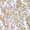 Diacylglycerol Kinase Epsilon antibody, MBS9128760, MyBioSource, Immunohistochemistry frozen image 