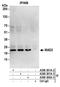 Mitotic Arrest Deficient 2 Like 1 antibody, A300-301A, Bethyl Labs, Immunoprecipitation image 