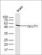 Solute Carrier Family 2 Member 1 antibody, orb157188, Biorbyt, Western Blot image 