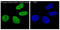 H2A Histone Family Member X antibody, MP00241, Boster Biological Technology, Immunofluorescence image 