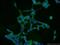 COMM Domain Containing 8 antibody, 25237-1-AP, Proteintech Group, Immunofluorescence image 