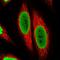 TATA-Box Binding Protein Associated Factor 15 antibody, HPA063647, Atlas Antibodies, Immunofluorescence image 