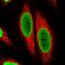 TATA-binding protein-associated factor 2N antibody, HPA063647, Atlas Antibodies, Immunofluorescence image 