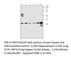 ADP Ribosylation Factor 4 antibody, ARF4-401AP, FabGennix, Western Blot image 