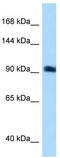 Rho Guanine Nucleotide Exchange Factor 26 antibody, TA333805, Origene, Western Blot image 