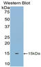 Thioredoxin antibody, LS-C292521, Lifespan Biosciences, Western Blot image 