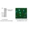 Spectrin Repeat Containing Nuclear Envelope Protein 1 antibody, IQ568, Immuquest, Immunofluorescence image 