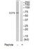 Chaperonin Containing TCP1 Subunit 5 antibody, TA312753, Origene, Western Blot image 