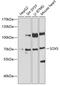 SRY-Box 5 antibody, 22-607, ProSci, Western Blot image 