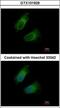 Glutamic-Oxaloacetic Transaminase 2 antibody, GTX101929, GeneTex, Immunofluorescence image 