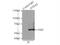 Forkhead Box A2 antibody, 22474-1-AP, Proteintech Group, Immunoprecipitation image 