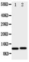 C-X-C Motif Chemokine Ligand 1 antibody, PA5-79101, Invitrogen Antibodies, Western Blot image 