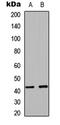 RAD51 Paralog C antibody, LS-C358269, Lifespan Biosciences, Western Blot image 