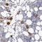 Protein kinase domain-containing protein, cytoplasmic antibody, HPA026526, Atlas Antibodies, Immunohistochemistry frozen image 