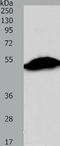 Sirtuin 6 antibody, TA324068, Origene, Western Blot image 