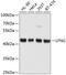 LFNG O-Fucosylpeptide 3-Beta-N-Acetylglucosaminyltransferase antibody, 13-843, ProSci, Western Blot image 