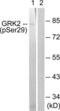 G Protein-Coupled Receptor Kinase 2 antibody, LS-C199026, Lifespan Biosciences, Western Blot image 