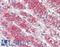 KIAA1324 antibody, LS-A8439, Lifespan Biosciences, Immunohistochemistry frozen image 