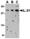 Interleukin 31 antibody, MBS151553, MyBioSource, Western Blot image 