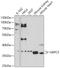 Glucose-6-Phosphatase Catalytic Subunit 3 antibody, 16-504, ProSci, Western Blot image 