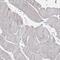 Tectonic-2 antibody, PA5-58970, Invitrogen Antibodies, Immunohistochemistry paraffin image 
