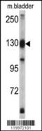 Exportin 1 antibody, 62-402, ProSci, Western Blot image 