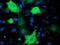 Phosphoinositide 3-kinase adapter protein 1 antibody, TA501762, Origene, Immunofluorescence image 