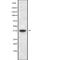 UBP3 antibody, abx219280, Abbexa, Western Blot image 