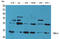 Thioredoxin Domain Containing 17 antibody, STJ96496, St John