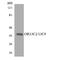 Olfactory Receptor Family 13 Subfamily C Member 2 antibody, A16871, Boster Biological Technology, Western Blot image 