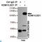 Lysine Demethylase 1A antibody, LS-C813026, Lifespan Biosciences, Immunoprecipitation image 