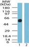 Somatostatin Receptor 5 antibody, NB100-56498, Novus Biologicals, Western Blot image 