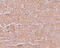 Solute Carrier Family 39 Member 14 antibody, 6105, ProSci, Immunohistochemistry frozen image 