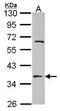 Ts Translation Elongation Factor, Mitochondrial antibody, PA5-27638, Invitrogen Antibodies, Western Blot image 