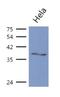 Guided Entry Of Tail-Anchored Proteins Factor 3, ATPase antibody, NBP2-42661, Novus Biologicals, Western Blot image 