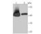 Ribonucleotide Reductase Regulatory Subunit M2 antibody, A01978, Boster Biological Technology, Western Blot image 