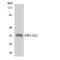 Olfactory Receptor Family 11 Subfamily G Member 2 antibody, LS-C200319, Lifespan Biosciences, Western Blot image 