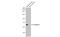 Perilipin 1 antibody, GTX130139, GeneTex, Western Blot image 