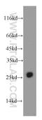Apolipoprotein B MRNA Editing Enzyme Catalytic Subunit 2 antibody, 20121-1-AP, Proteintech Group, Western Blot image 
