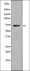 Cell Division Cycle 25A antibody, orb335775, Biorbyt, Western Blot image 